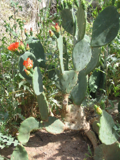 458x617 pixels (263K)